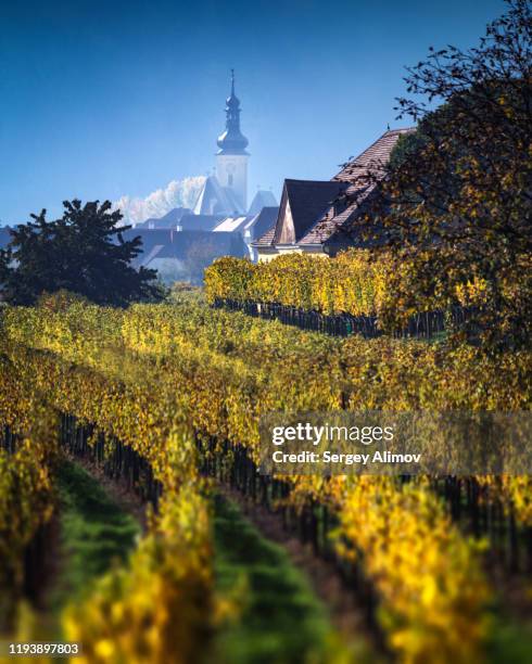 winding rows of vineyards in wachau valley, austria - cultura austríaca fotografías e imágenes de stock