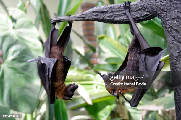 bats hanging from tree - eigentliche flughunde gattung stock-fotos und bilder