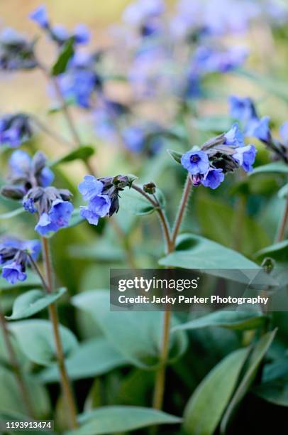 close-up image of the spring blue flowers of pulmonaria angustifolia 'munstead blue' lungwort 'munstead blue' - pulmonaria officinalis stock pictures, royalty-free photos & images