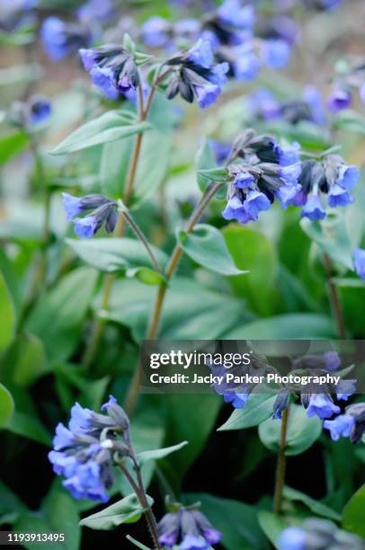 close-up image of the spring blue flowers of pulmonaria angustifolia 'munstead blue' lungwort 'munstead blue' - pulmonaria angustifolia stock pictures, royalty-free photos & images