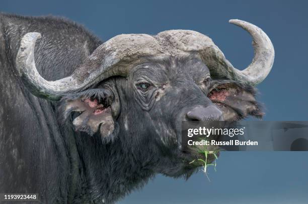 cape buffalo portrait - cape buffalo stock pictures, royalty-free photos & images