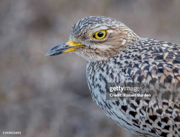 spotted thick knee - spotted thick knee stock pictures, royalty-free photos & images