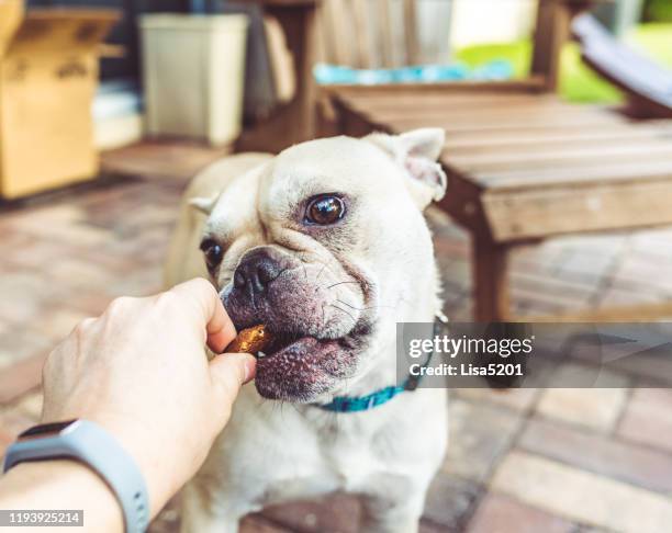 portrait of a funny cute young french bulldog - dog biscuit stock pictures, royalty-free photos & images