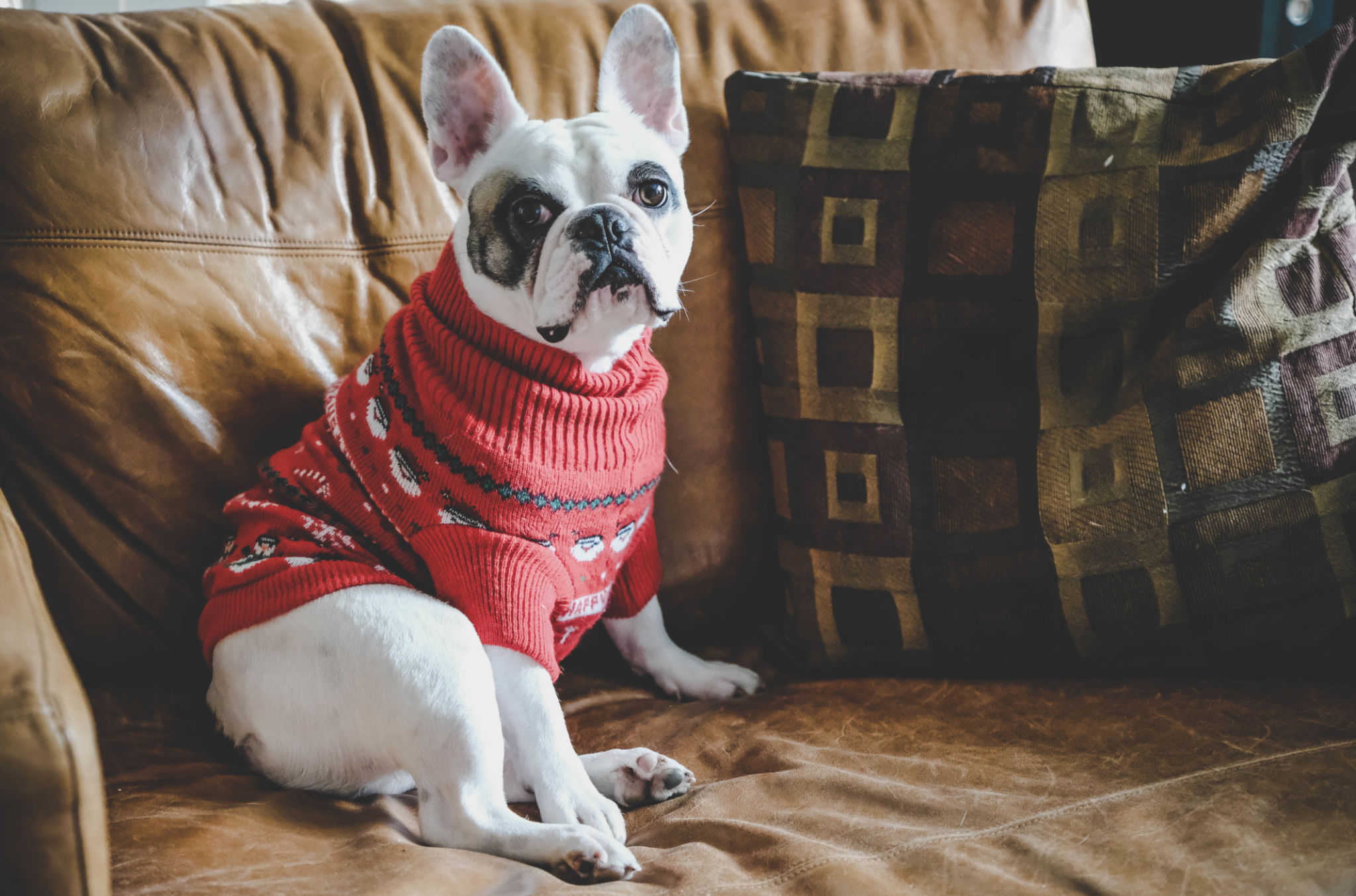 dog sweater
