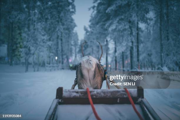 reindeer sled in winter in santa claus village, rovaniemi, finland - christmas finland stock pictures, royalty-free photos & images