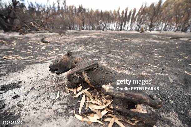 Dead koala is seen in a burnt out forest on Kangaroo Island on January 15, 2020. - On an island famed as Australia's "Galapagos" for its unique and...