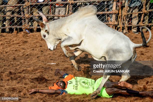Participant falls under a bull during the annual bull taming 'Jallikattu' festival in Palamedu village on the outskirts of Madurai in the southern...