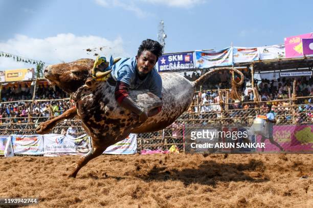 Participant jumps trying to control a bull during the annual bull taming 'Jallikattu' festival in Palamedu village on the outskirts of Madurai in the...