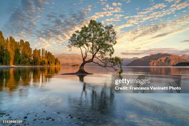 the lone tree, wanaka, new zealand. - see lake wanaka stock-fotos und bilder