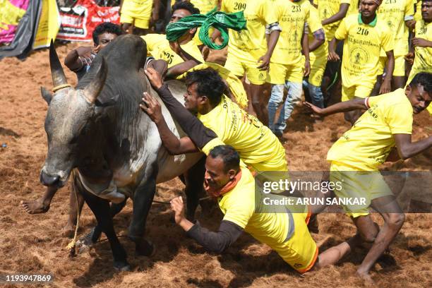 Participants try to control bulls during the annual bull taming 'Jallikattu' festival in Palamedu village on the outskirts of Madurai in the southern...