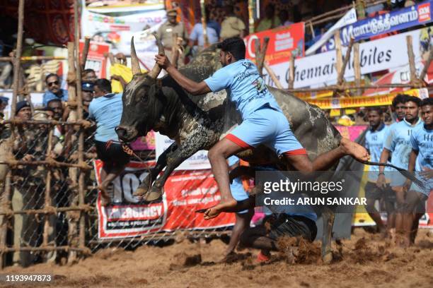 Participant tries to control a bull during the annual bull taming 'Jallikattu' festival in Palamedu village on the outskirts of Madurai in the...