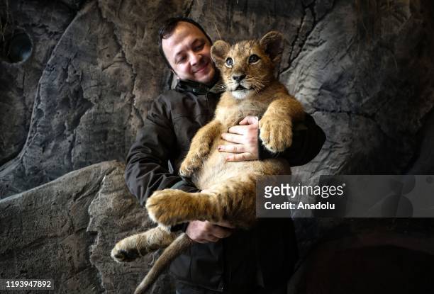 Lion cub is seen at the Lion Park of Tuzla Viaport Marina in Istanbul, Turkey on January 16, 2020. 3 Bengal tiger and 4 African lion cubs, born in...