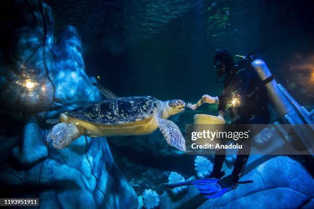 Diver feeds a sea turtle named Iggy, the biggest sea turtle of Europe with the weight of 200 kg, at Istanbul Sea Life Aquarium, which will be...