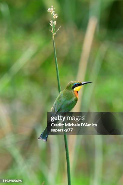 little bee-eater (merops pusillus) - magpie shrike stock pictures, royalty-free photos & images