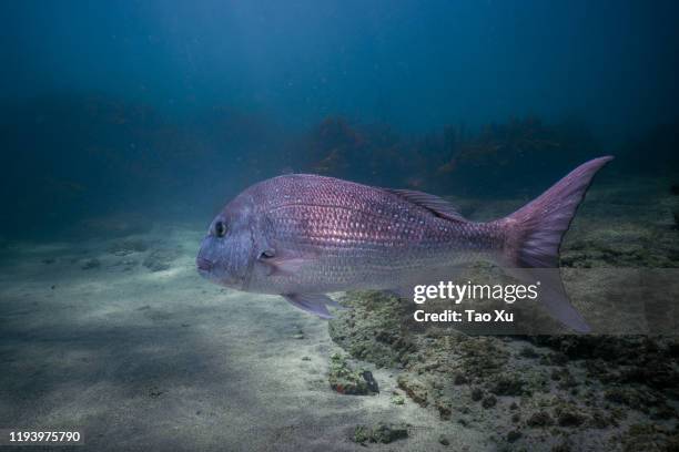 big snapper swimming around at goat island, new zealand - sea bream imagens e fotografias de stock