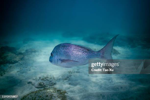 big snapper swimming around at goat island, new zealand - snapper fish stock pictures, royalty-free photos & images