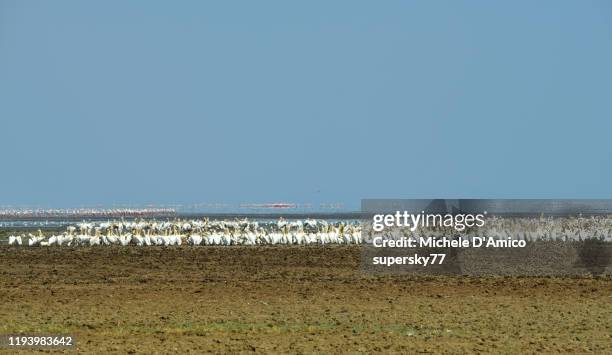 millions of birds (pelicans, storks and flamingos) in the shallow waters - magpie shrike stock pictures, royalty-free photos & images