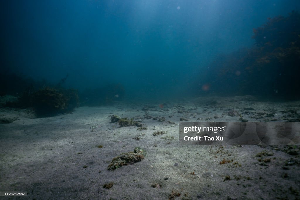 Sandy Sea Bottom