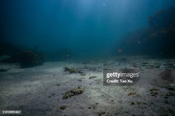 sandy sea bottom - deep sea stockfoto's en -beelden