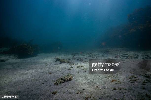 sandy sea bottom - deep 個照片及圖片檔