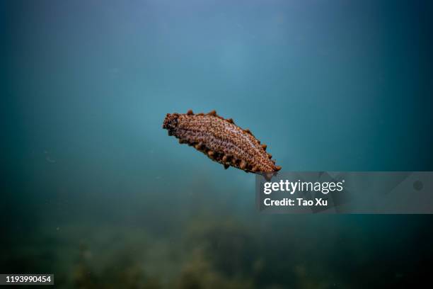 cute sea cucumber floating around - auckland food bildbanksfoton och bilder