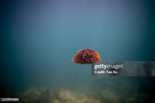 sea urchin - oursin de mer photos et images de collection