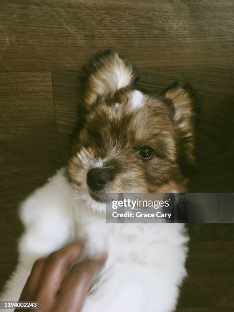 puppy enjoys belly rub - belly rub stockfoto's en -beelden