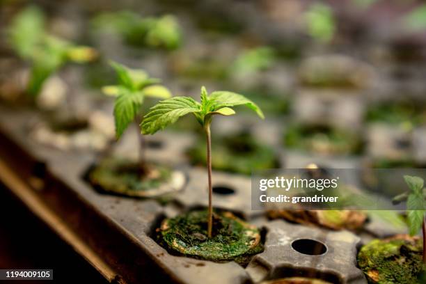 fim acima de uma planta nova do cânhamo ou da marijuana que cresce em um berçário que começ pronto para ser plantado em um campo - cannabis oil - fotografias e filmes do acervo