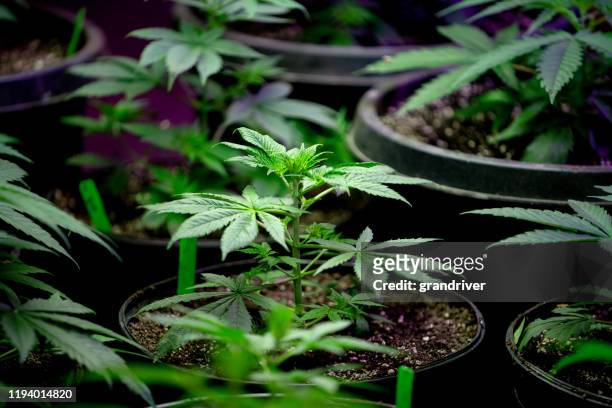 primer plano de una planta de cáñamo joven o marihuana que crece en un vivero preparándose para ser plantado en un campo - planta de cannabis fotografías e imágenes de stock