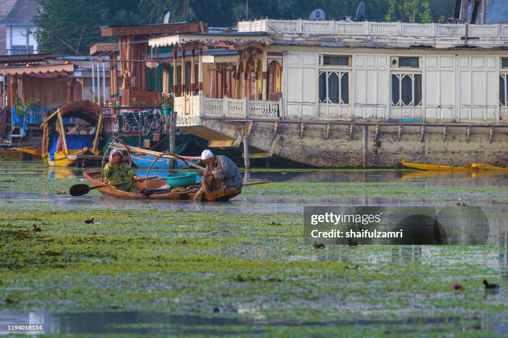 Local people using fishing net to catch a fish at Dal Lake, Kashmir, India.