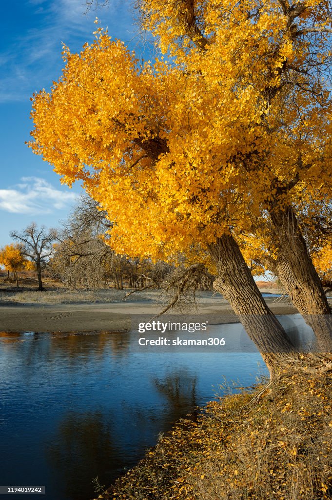 Beautiful yellow tree (Populus euphratica) in spring season at Inner Mongolia China