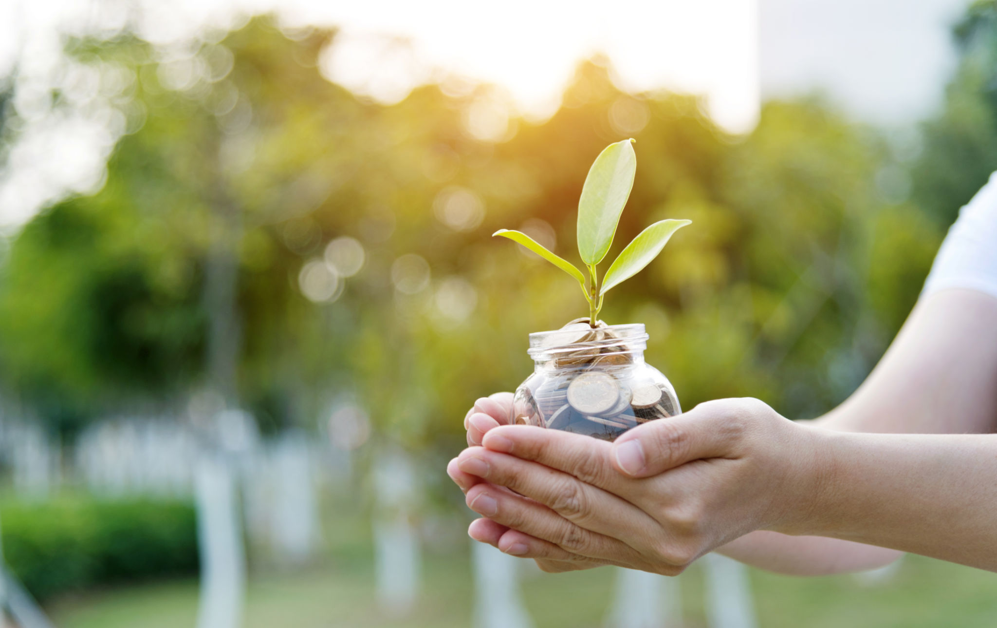 Woman hands holing a jar with coins and plant Woman hands holing a jar with coins and plant