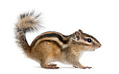 Side profile of a standing Siberian chipmunk