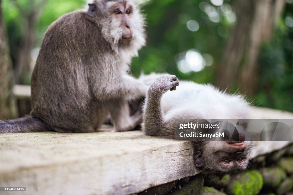 Monkey Grooming, Monkey forest, Ubud, Bali, Indonesia