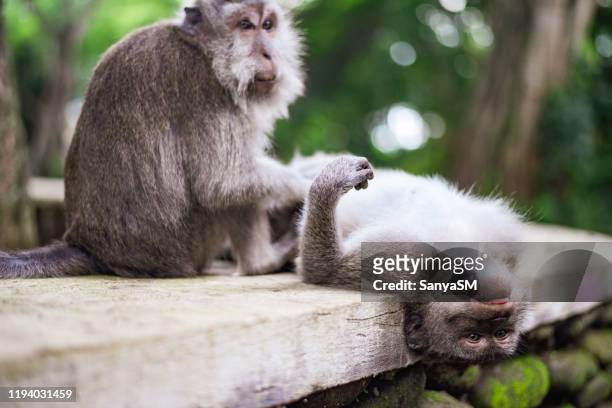 monkey grooming, monkey forest, ubud, bali, indonesia - macaque stock pictures, royalty-free photos & images