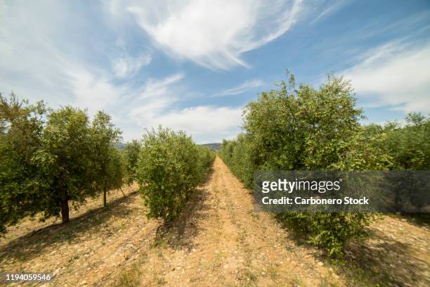 intensive olive plantation 01 - olive orchard fotografías e imágenes de stock