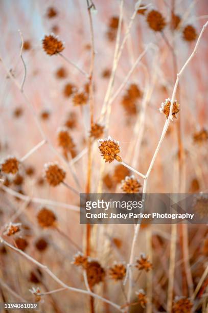 beautiful winter frost covered brown seed heads of glycyrrhiza yunnanensis. common liquorice plant - licorice flower stock pictures, royalty-free photos & images