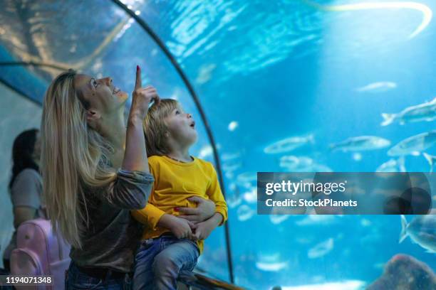 boy with mother in public aquarium - aquarium tunnel stock pictures, royalty-free photos & images