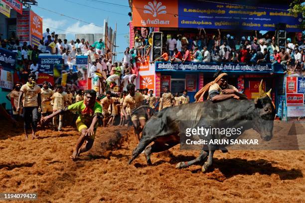 Participant tries to control a bull during the annual bull taming 'Jallikattu' festival in Allanganallur village on the outskirts of Madurai in the...