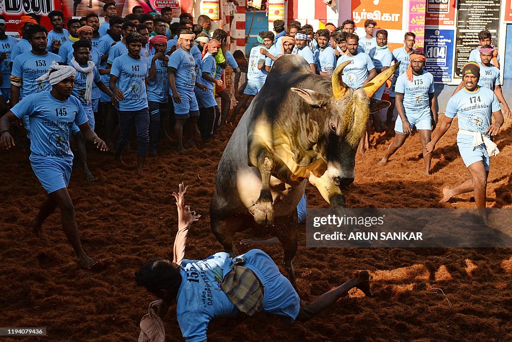 INDIA-ANIMAL-BULLFIGHTING