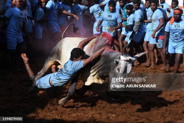 Participant tries to control a bull during the annual bull taming 'Jallikattu' festival in Allanganallur village on the outskirts of Madurai in the...