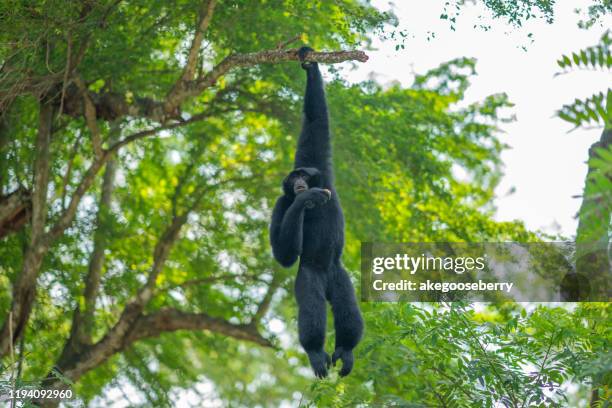 siamang gibbon on tree in topical rain forest. - gibbon stock pictures, royalty-free photos & images