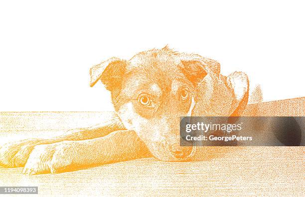 stockillustraties, clipart, cartoons en iconen met duitse herder en australische herder gemengd-ras hond in dierenopvang, hopen te worden aangenomen - mixed breed dog