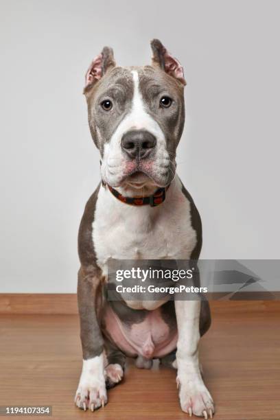 pit bull terrier dog in animal shelter hoping to be adopted - strong pitbull stock pictures, royalty-free photos & images