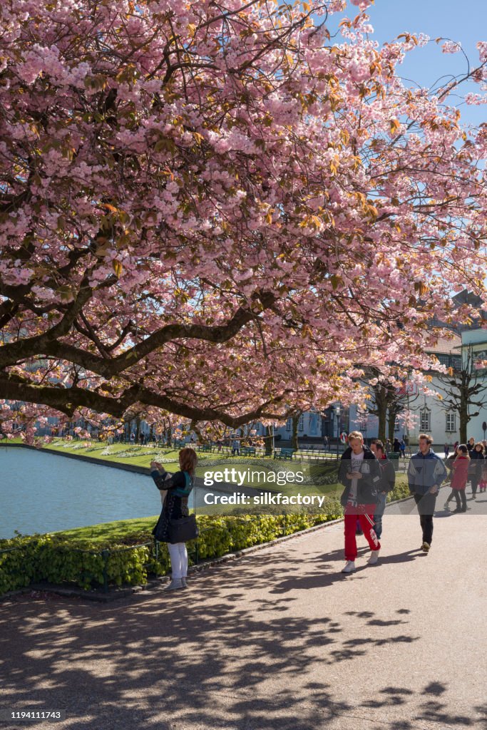 Cherry Blossoms at Lake Lille Lungegardsvannet in the center of Bergen in Norway in spring