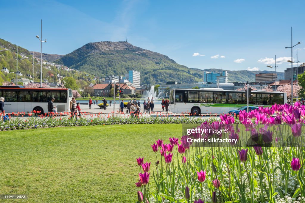 Gazons zijn groen en de tulpen en kersenbomen bloeien in de parken van Bergen aan de westkust van Noorwegen