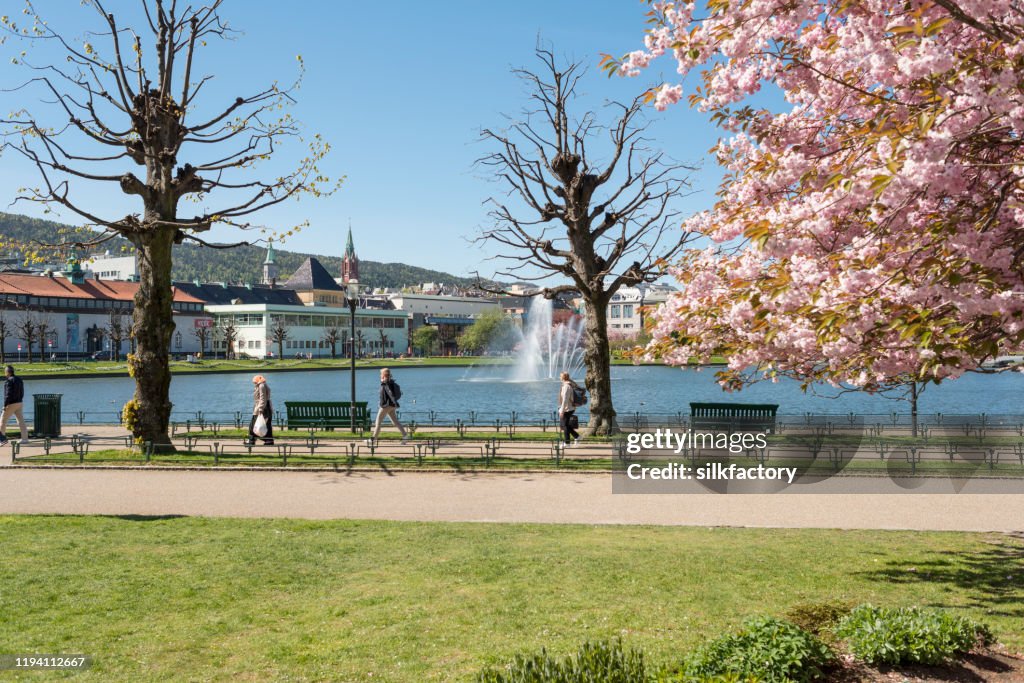 Lawns are green and the cherry trees are blooming in the parks of Bergen on the west coast of Norway