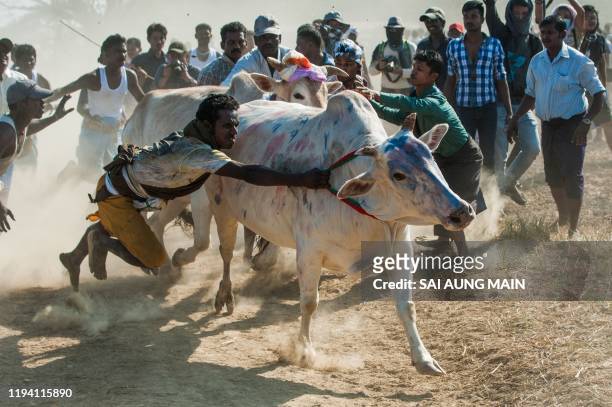 Myanmar Hindu devotees try to control a bull during the annual bull taming 'Jallikattu' festival in Kyauktan township in the outskirt of Yangon on...