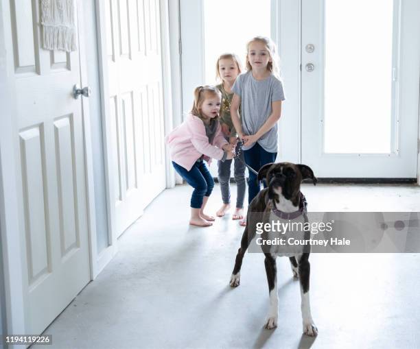 three cute elementary age little girls hold their pet dog's leash as they prepare to take him for walk - boxer dog playing stock pictures, royalty-free photos & images