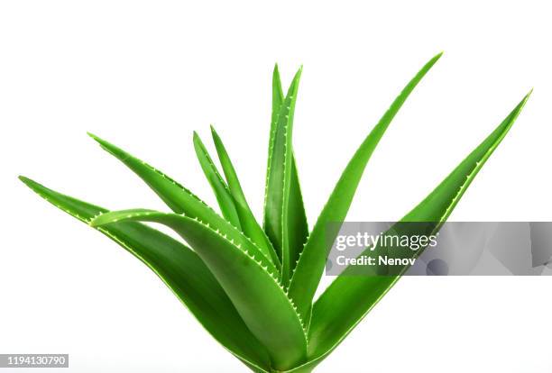 aloe vera plant - aloe plant stockfoto's en -beelden